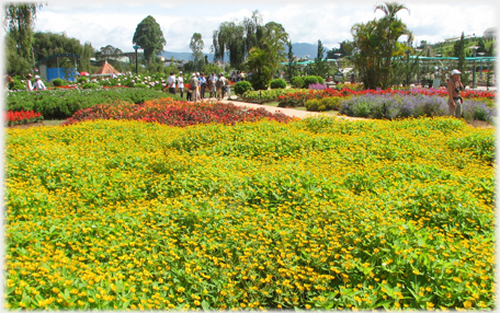 Large area smothered in yellow and green.