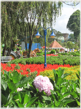 Hydrangea head in foreground, red scenic plants beyond.