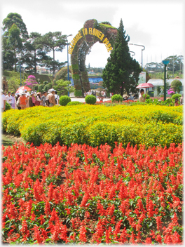 Bed of red spiked 'scenic plants'.