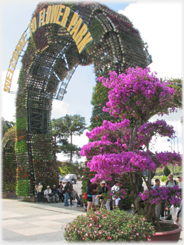 Flower Park entrance arch with attndent bougainvillea.