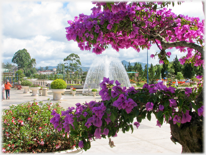 Bougainvillea framing a view of the Flower Park.