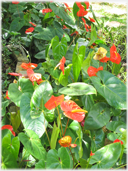 Anthurium.