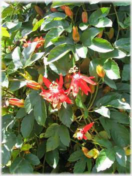 Red flower with green leaves.