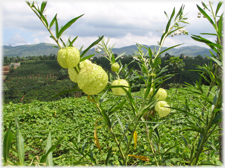 Stems with large  globular yellow flowers and fields beyond.