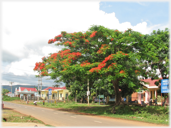 Tree by road beginning to flower to its summer colour of bright red.