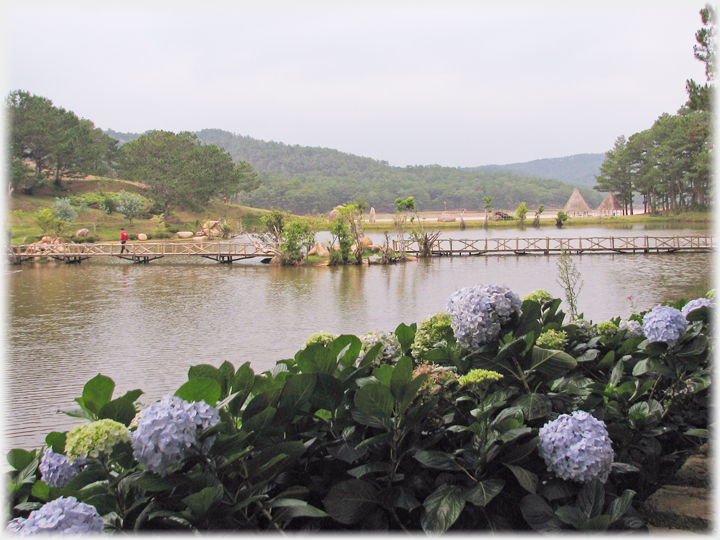 Blue hydrangereas with the lake behind.