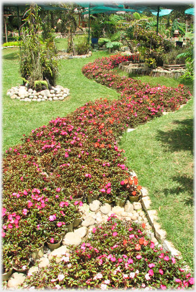 A mass of red flowers forms a stream shape through the grass