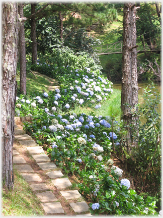 Hydrangeas along river bank.