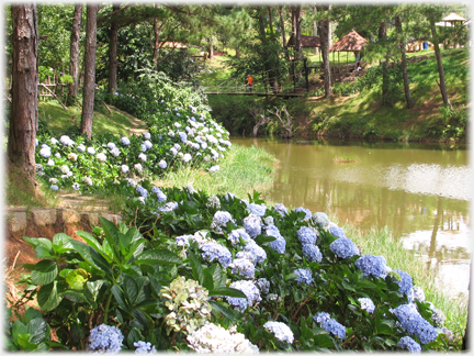 Long bank of hydrangeas beside a stream.