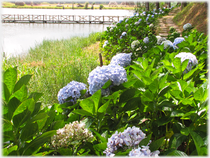 Hydrangeas with path and lake beyond.