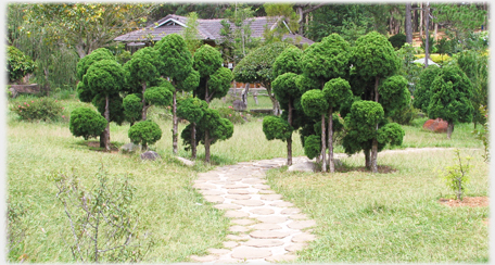 Path diveding clumps of shrubs cut in ballon shapes.