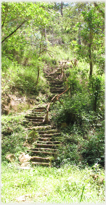 Twisting, uneven steps with wooden handrail in forest.