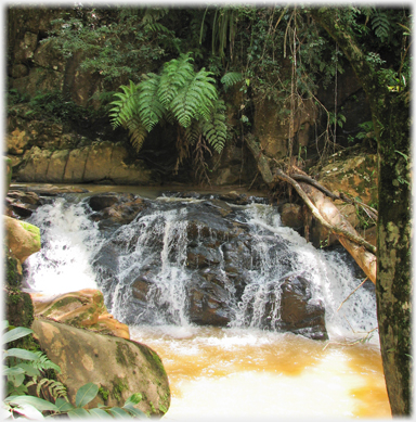 Small pool and water over rocks with ferns and roots.