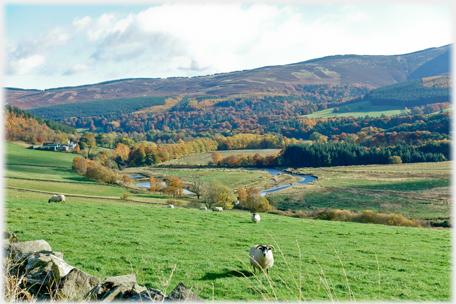 Tweed and Pykestone Woods.