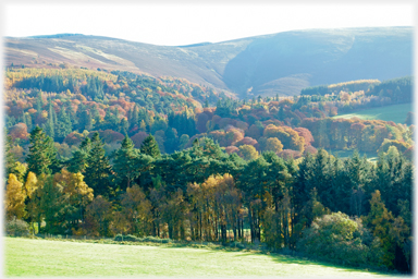 The trees of Dawyck.