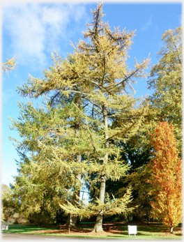 Larch at garden entrance.