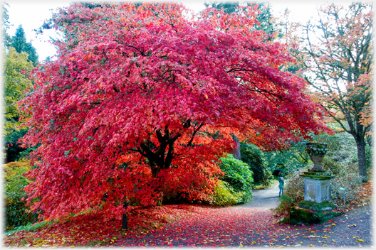 Maple being photographed.