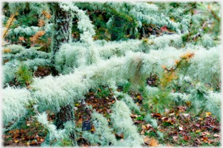 Frost on the grass.