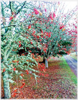 Rowan berries and path.