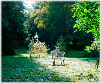Saplings.