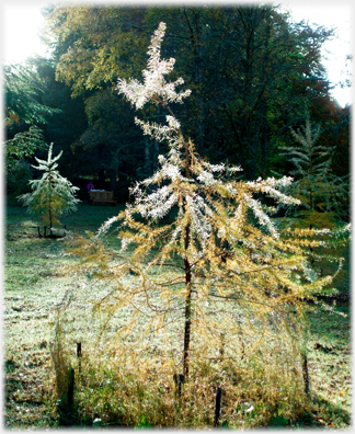 Dew covered sapling.