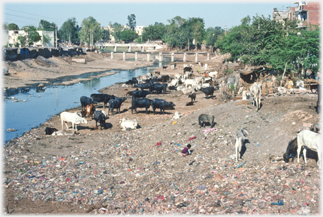 Cows and rubbish.