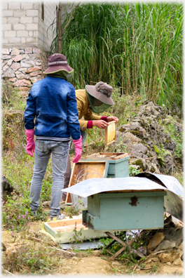 Removing frames from hive.