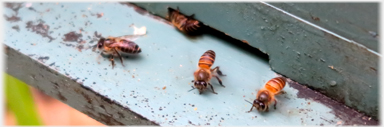 Vietnamese honey bees.