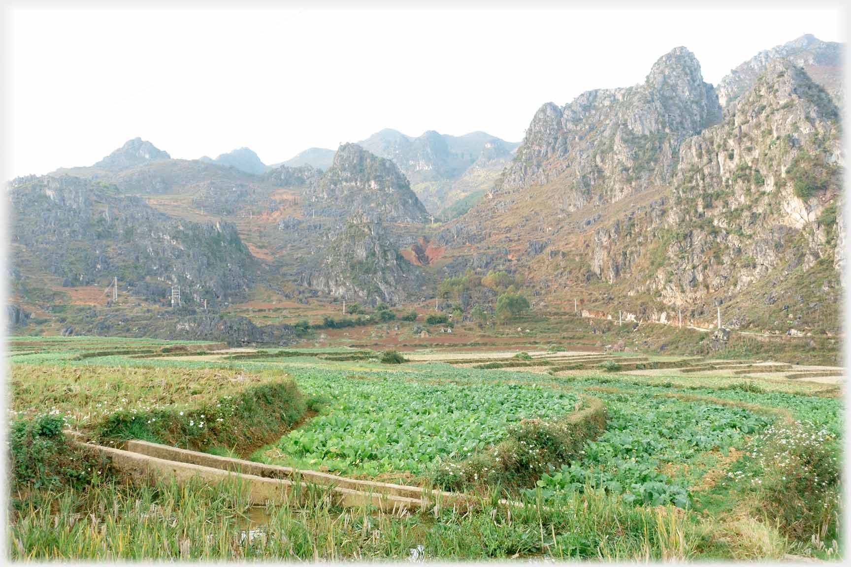 Fields of vegetables, with karst hills forming backdrop.