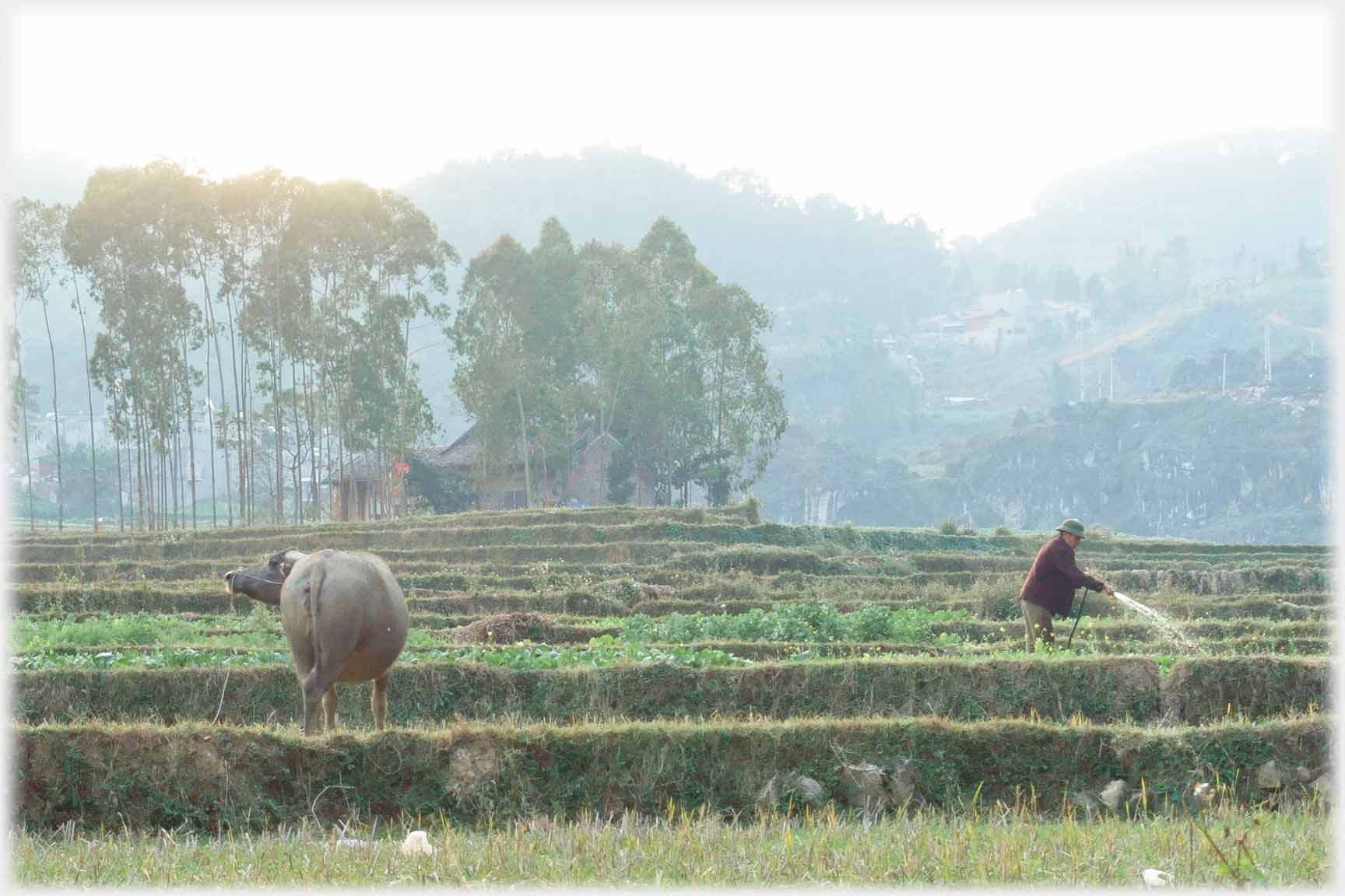 Group of trees in background, man watering, buffalo standing by.