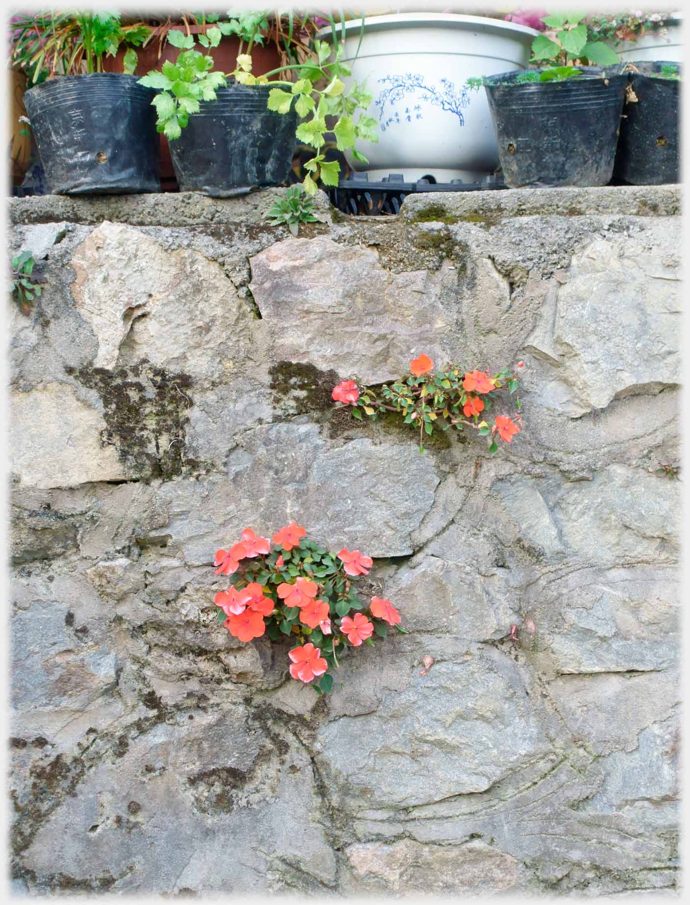 Wall with two pink flowered plants, plant pot on top.