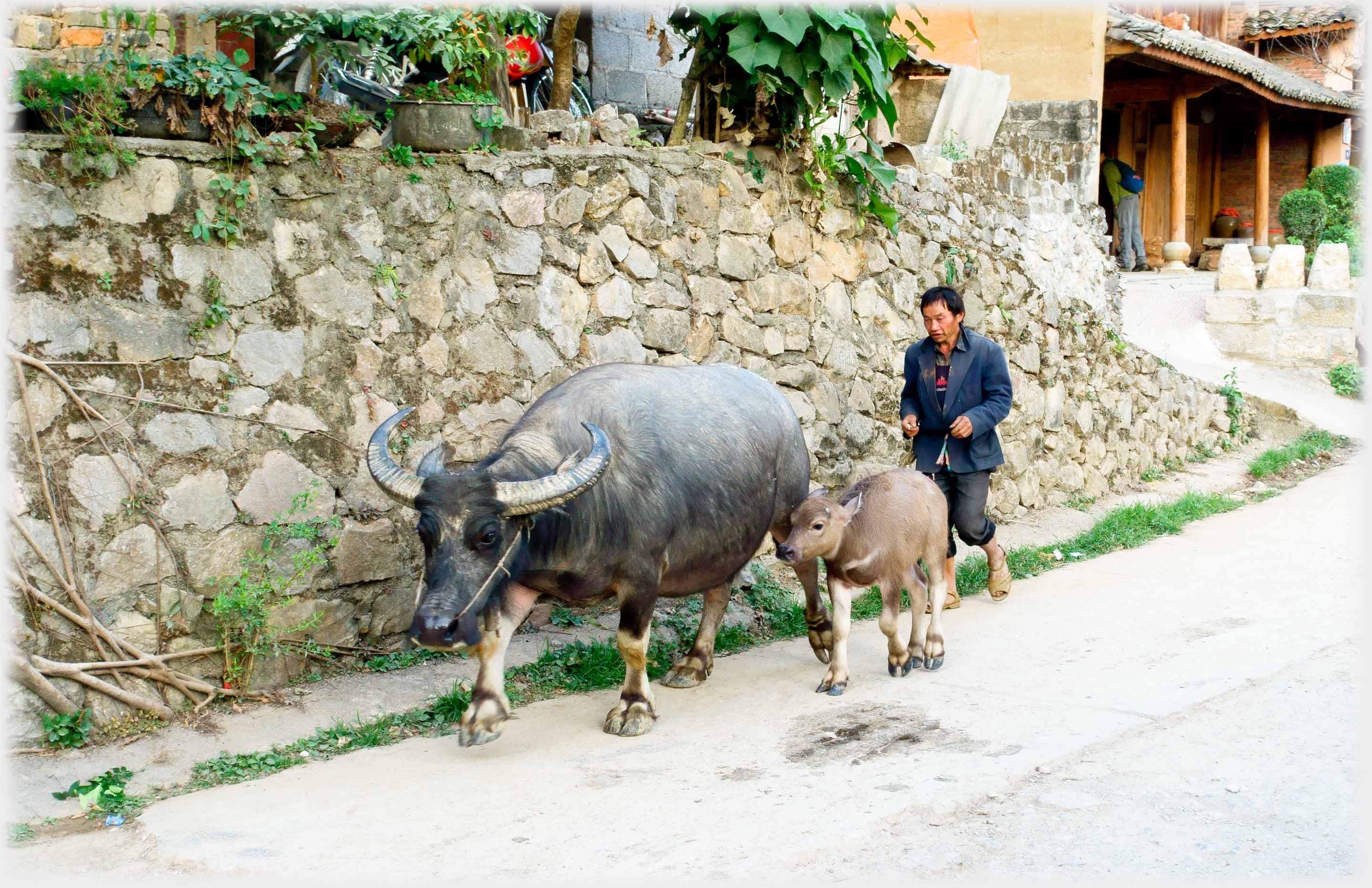Buffalo and calf walking in front of man.