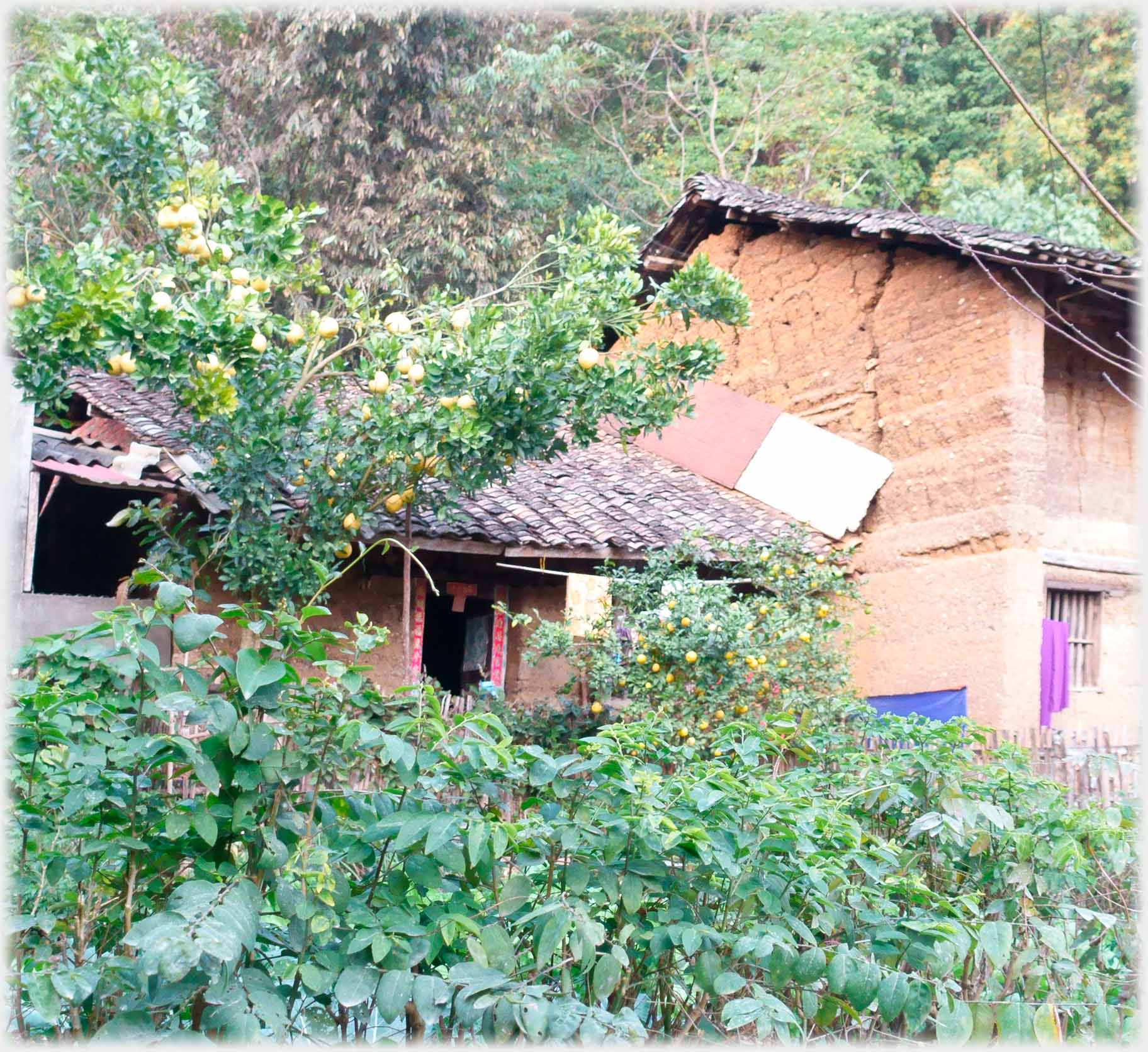 Many shrubs and fruit trees, end of house with large crack, and dilapidated side building.