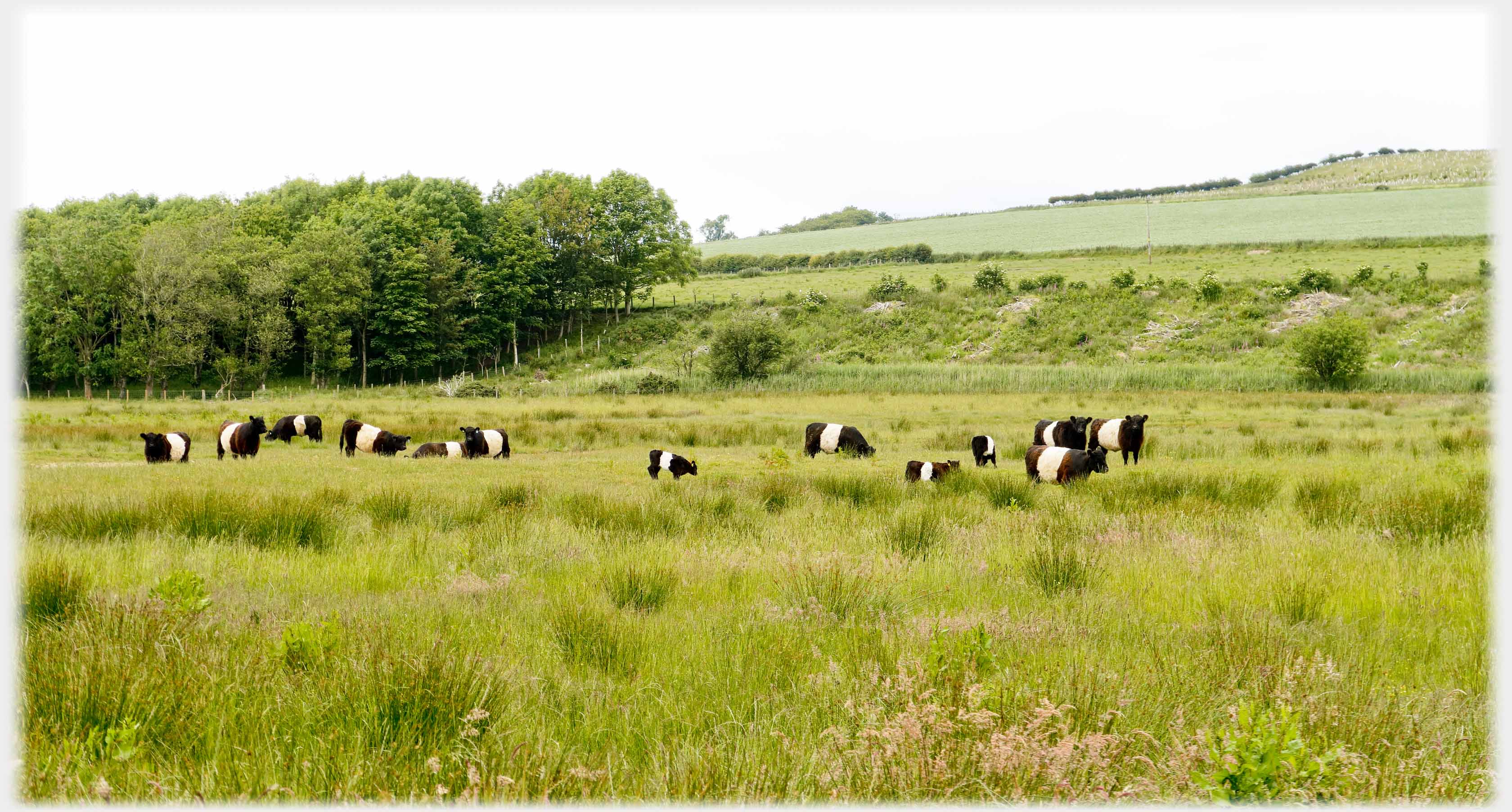 Herd of a dozen or so belted Galloway cattle.