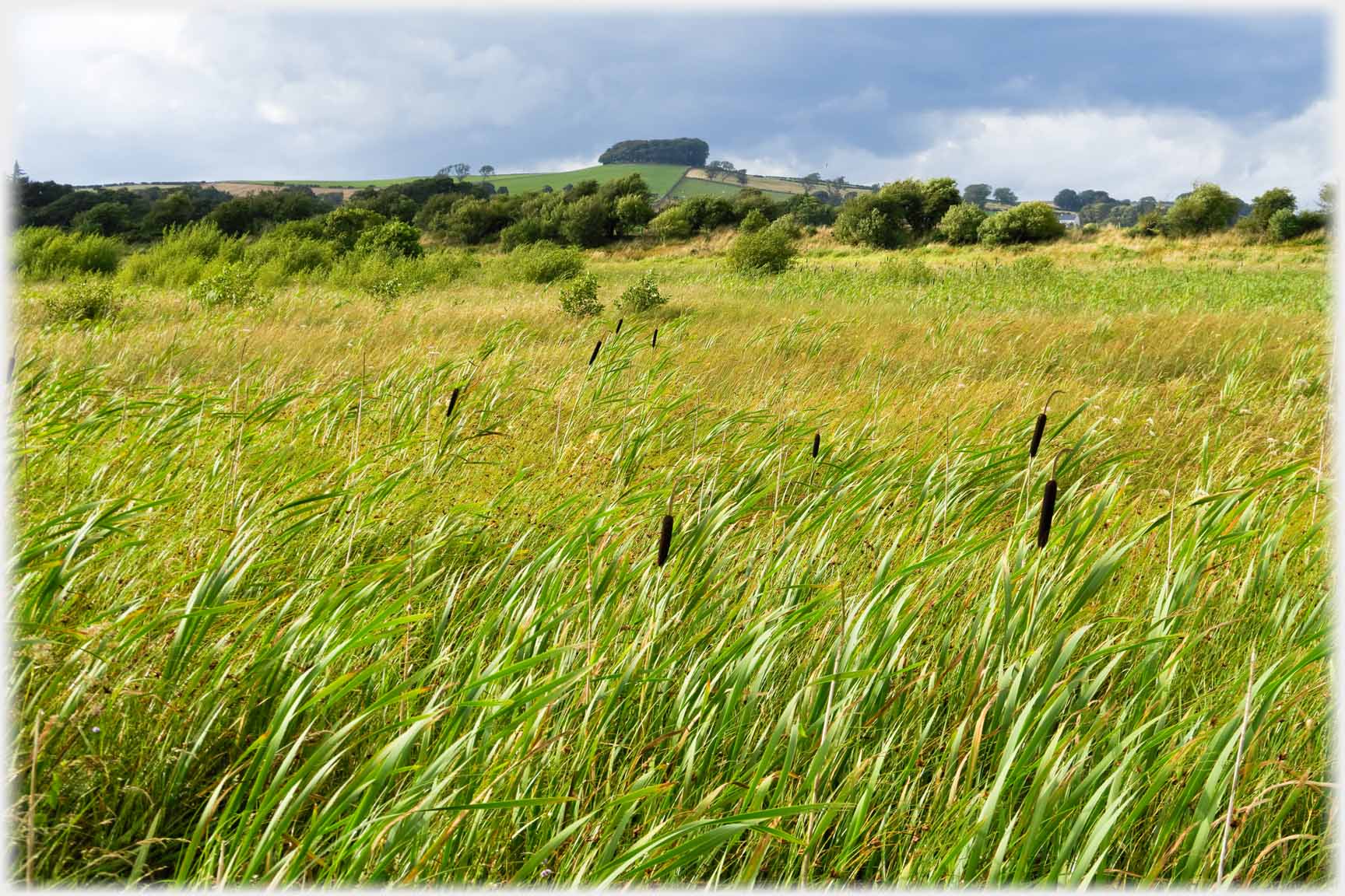 Foreground of rushes and bulrushes with trees on hill in distance.