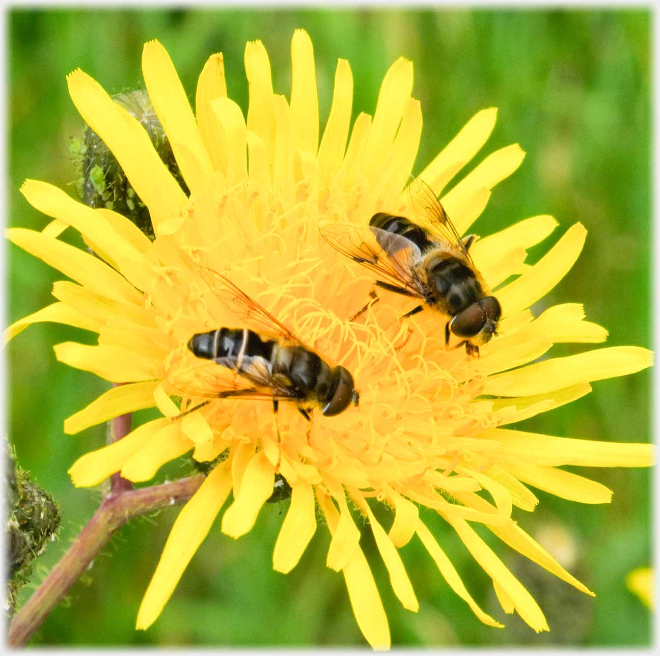 Two bees on yellow flower.