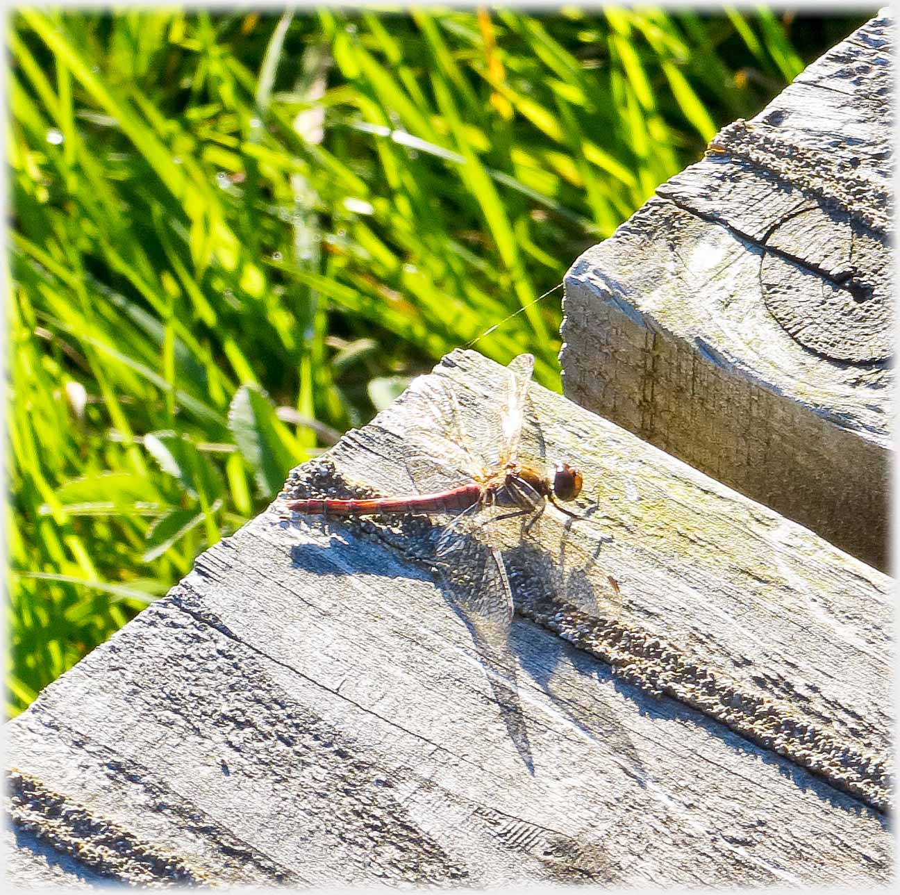 Dragonfly on board walk.