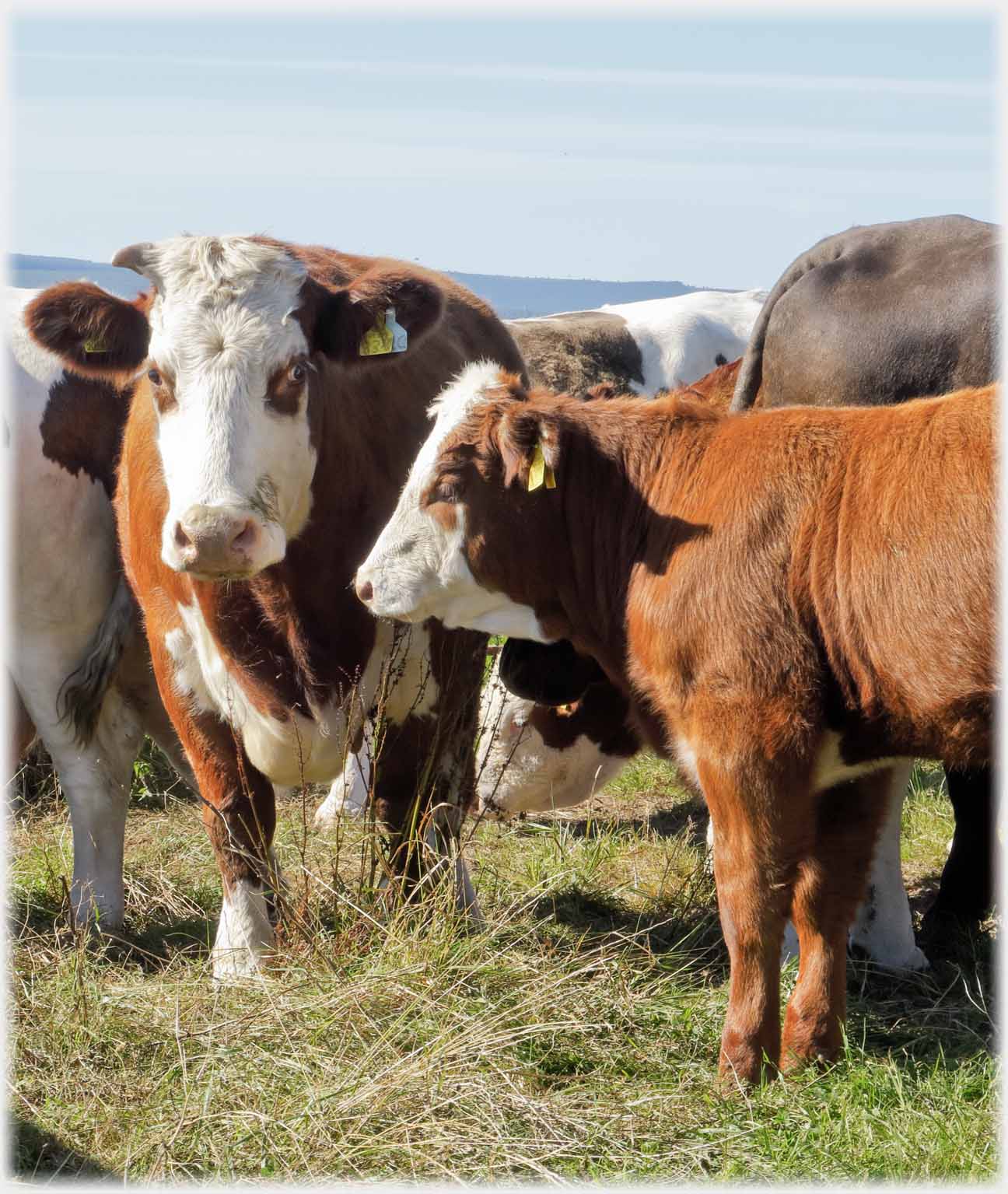 Brown and white cow and calf.