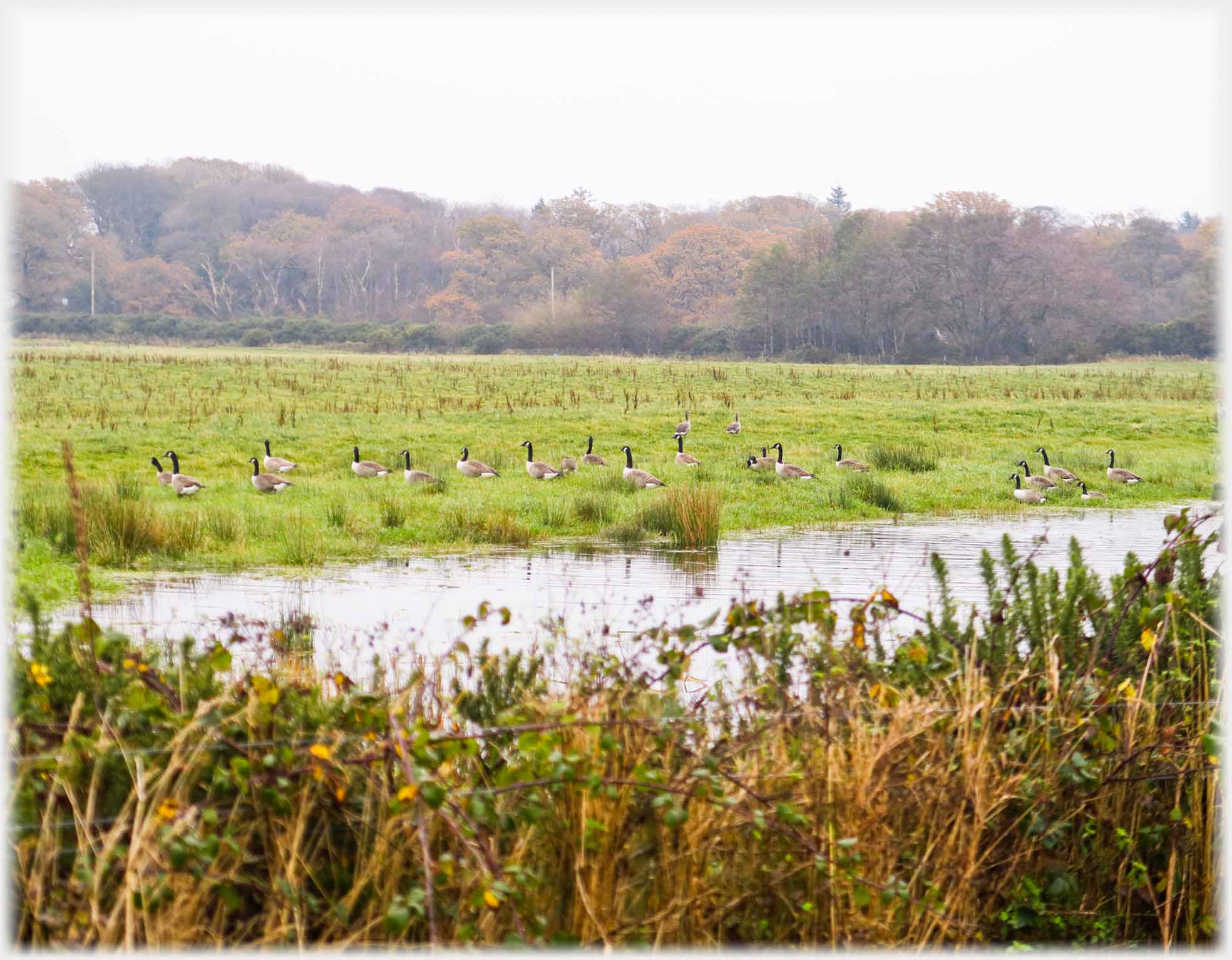 Pond with line of geese retreating across grass next to it.