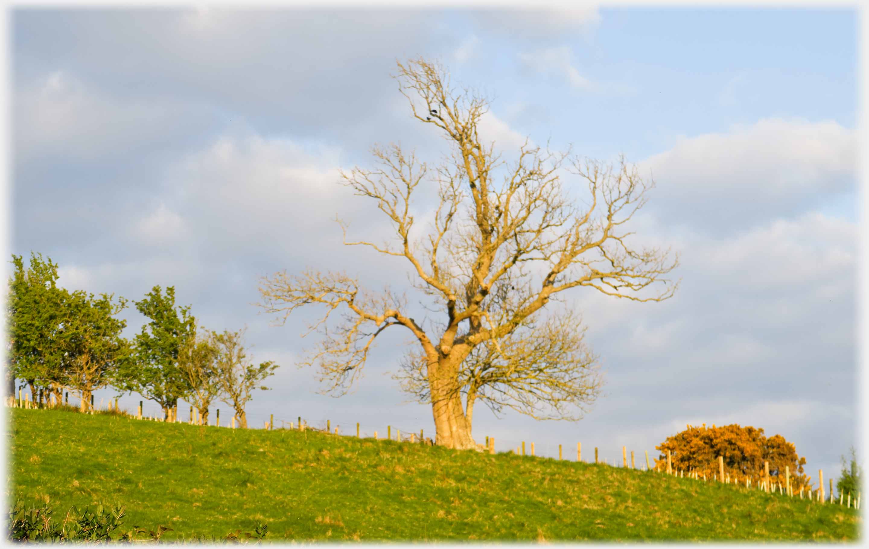 Leafless tree on skyline catching sun.