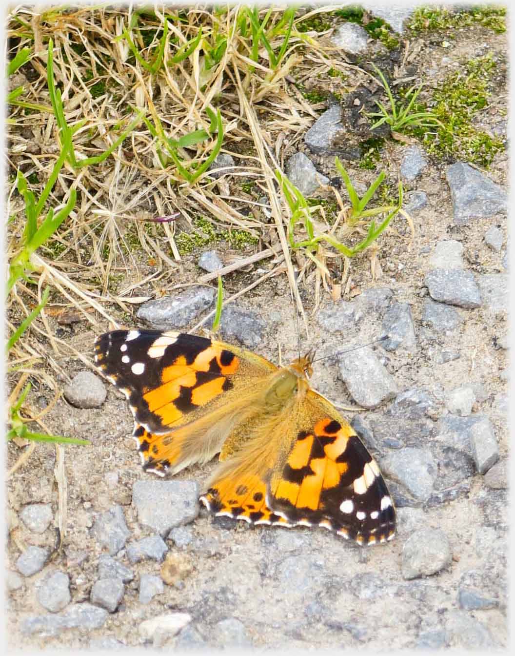 Butterfly on road.