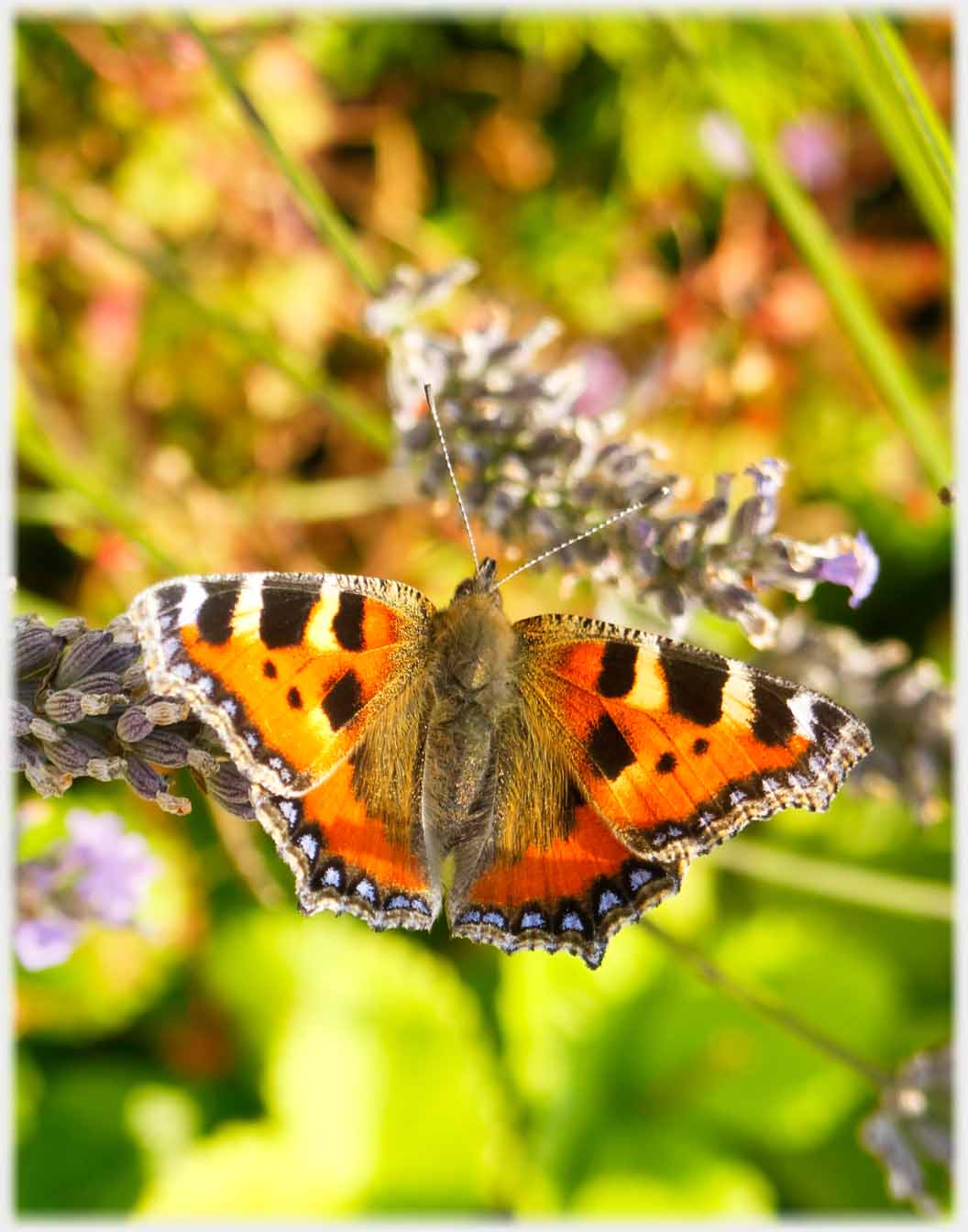 Butterfly by flower.