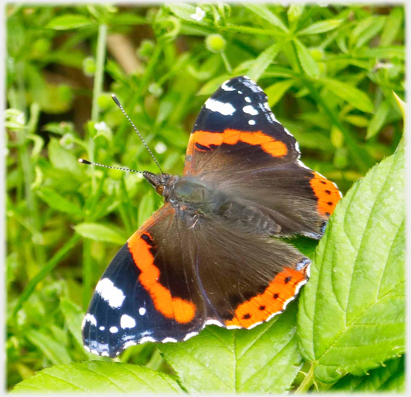 Butterfly on greenery.