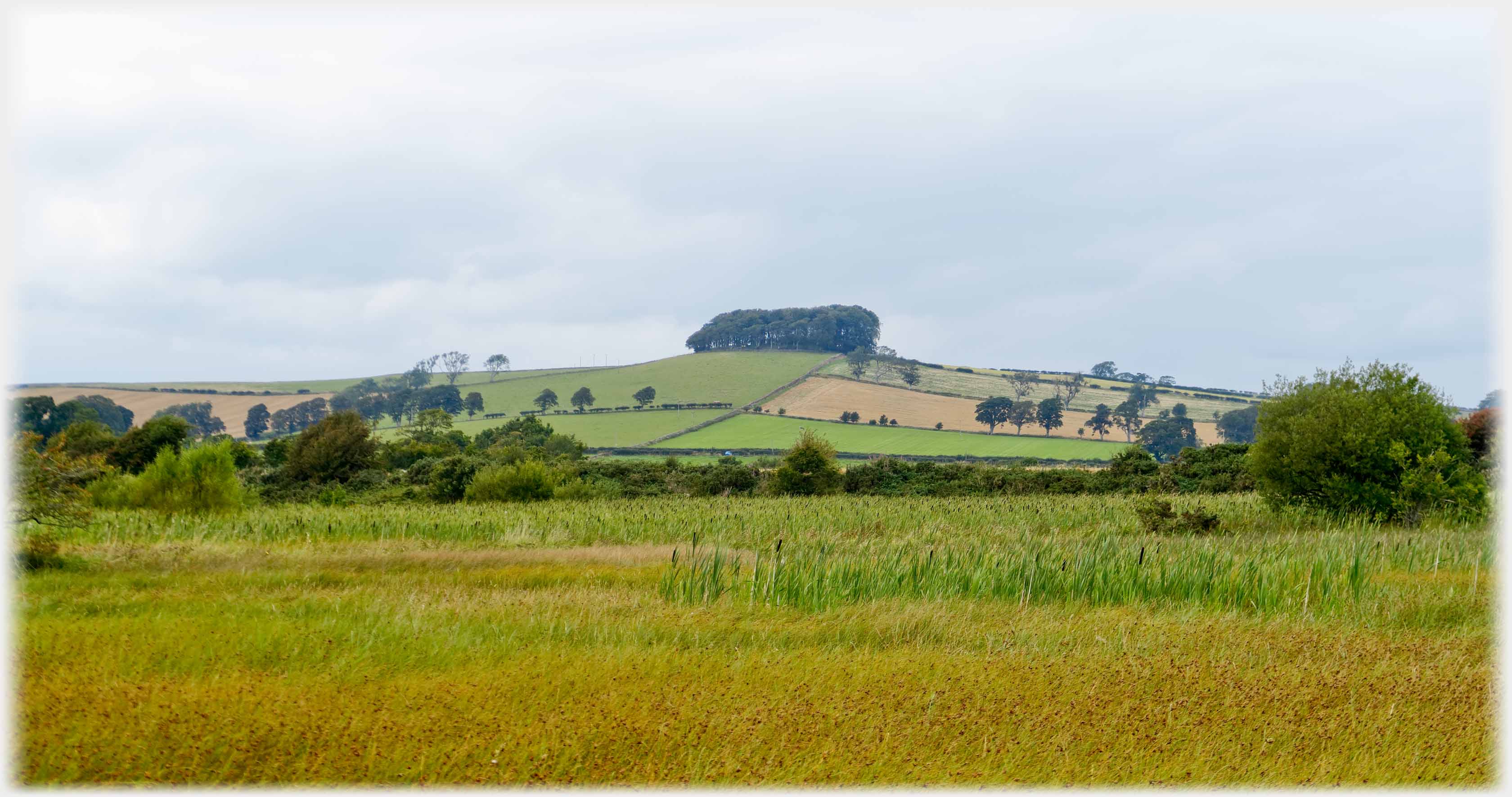 Gentle rising hill with fields and crowned with a wood.