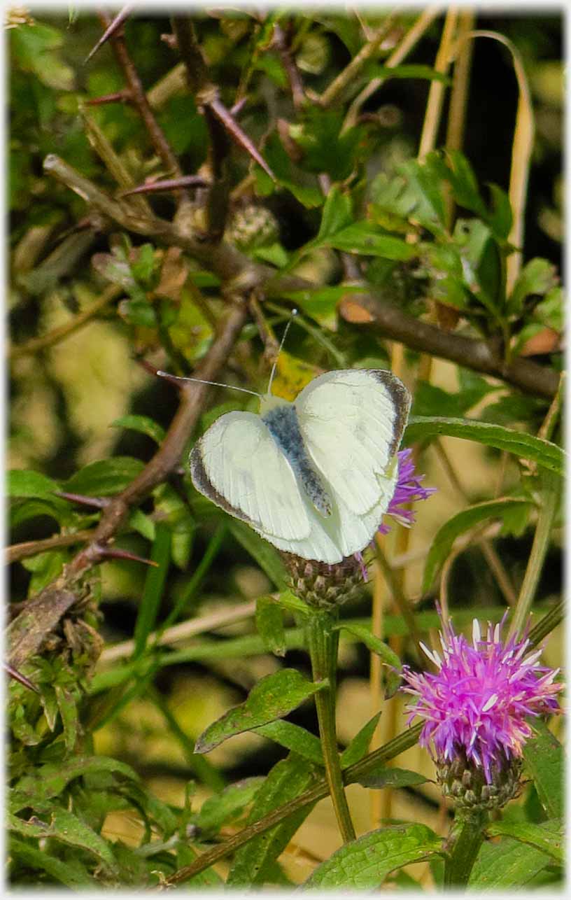 White butterfly.