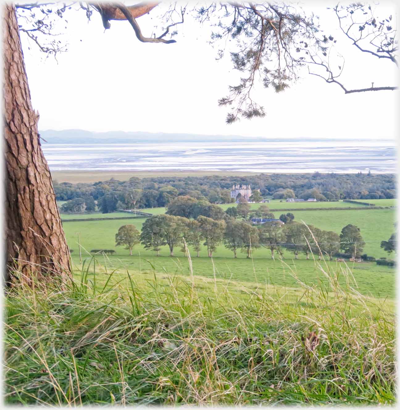 Looking down onto woods with just visible building, mud flats beyond.