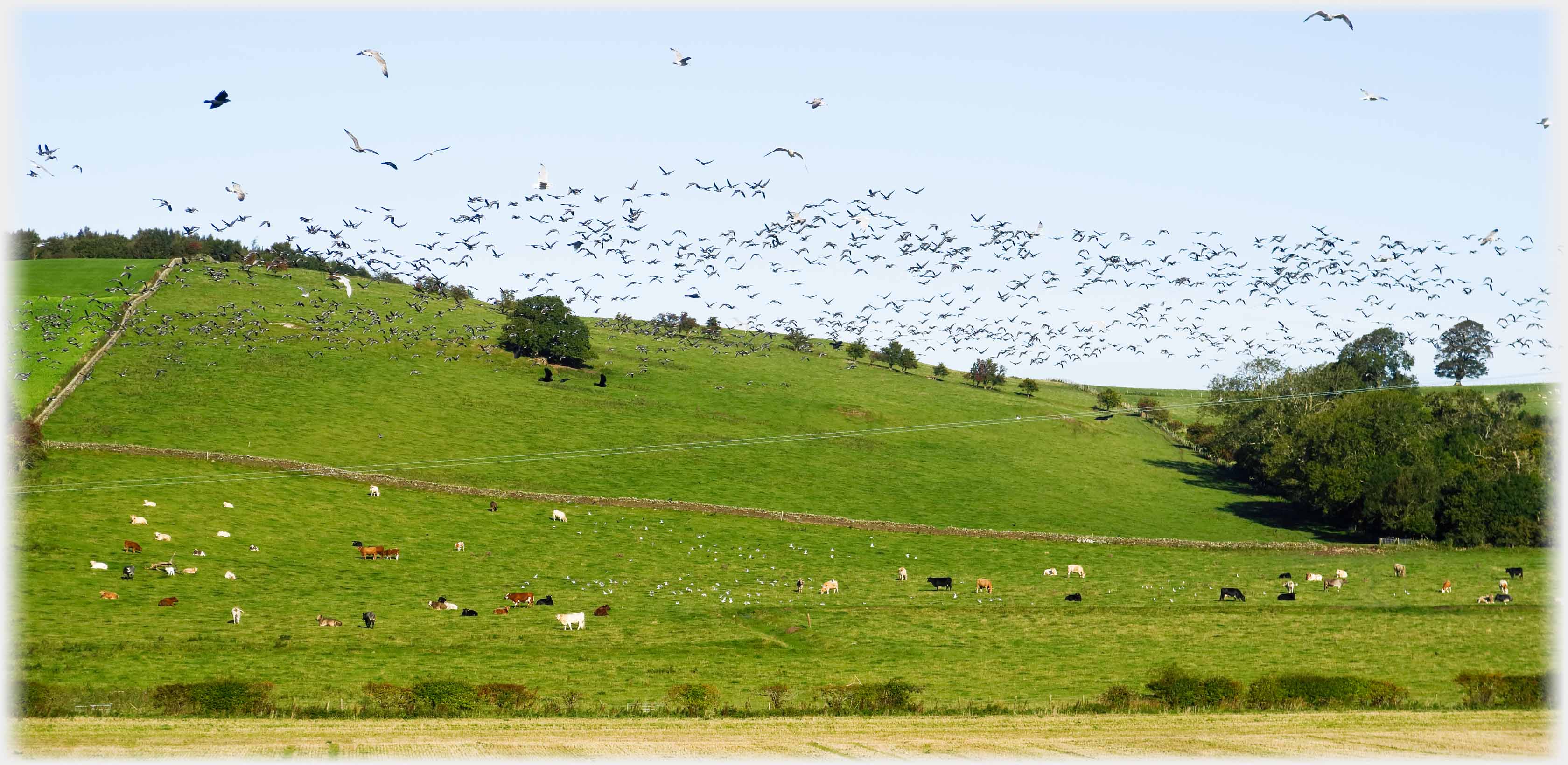 Flock of geese above fields with cattle.
