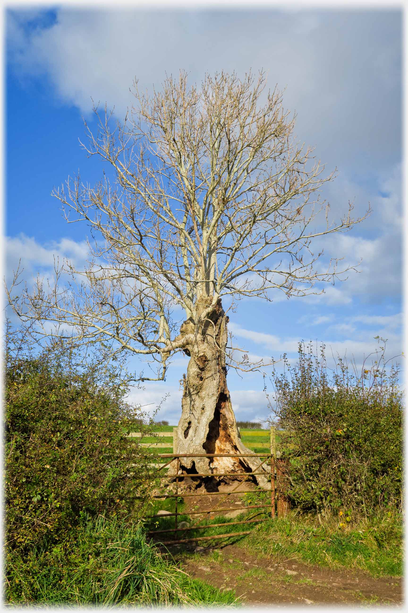 Hollowed out tree in winter.