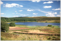 Loch surrounded by bracken and trees.