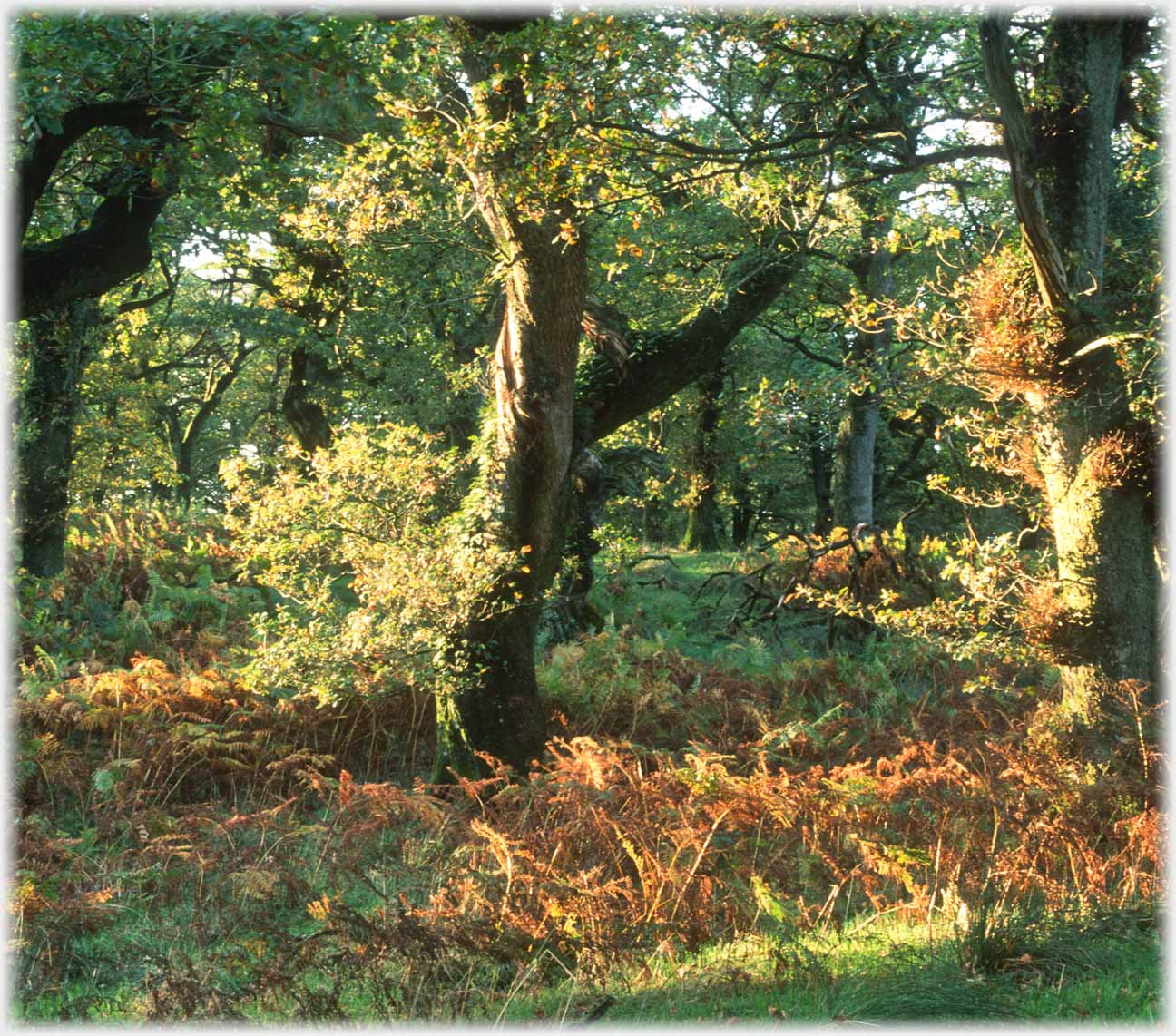 Looking into woods of old trees and bracken.